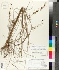 Sorghastrum elliottii image