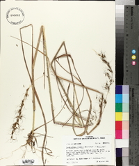 Sorghastrum elliottii image