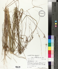 Sorghastrum elliottii image