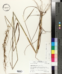 Sorghastrum elliottii image