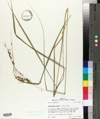 Sorghastrum elliottii image