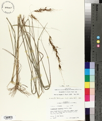 Sorghastrum elliottii image