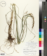 Sorghastrum elliottii image