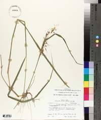 Sorghastrum elliottii image