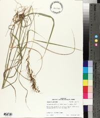 Sorghastrum elliottii image