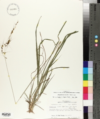 Sorghastrum elliottii image