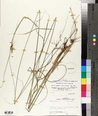 Sorghastrum elliottii image