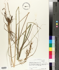 Sorghastrum elliottii image