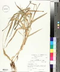 Setaria faberi image