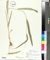 Setaria faberi image