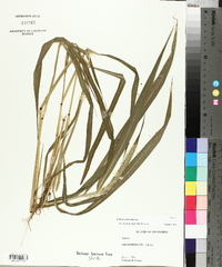 Setaria faberi image