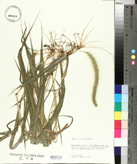 Setaria faberi image