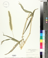 Setaria faberi image