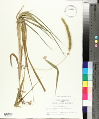 Setaria faberi image