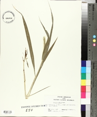 Setaria faberi image