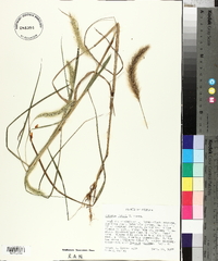 Setaria faberi image