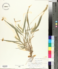 Setaria faberi image