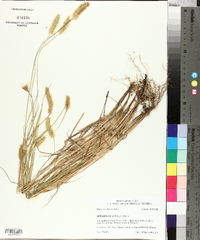 Pennisetum glaucum image