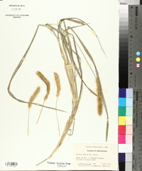 Pennisetum glaucum image