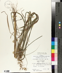 Sorghastrum elliottii image