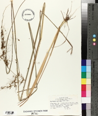 Sorghastrum elliottii image