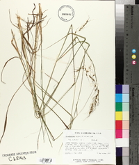 Sorghastrum elliottii image