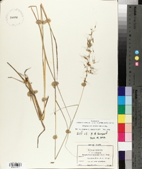 Sorghastrum elliottii image