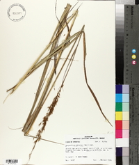 Sorghastrum elliottii image