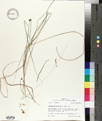 Sorghastrum elliottii image