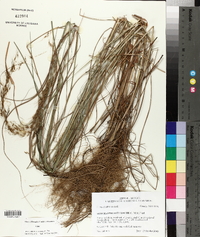 Sorghastrum elliottii image