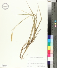 Pennisetum glaucum image