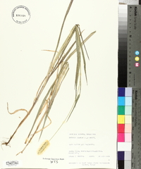 Pennisetum glaucum image