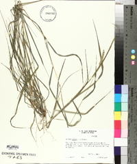 Pennisetum glaucum image