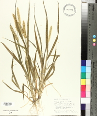 Pennisetum glaucum image