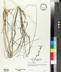 Sorghastrum elliottii image