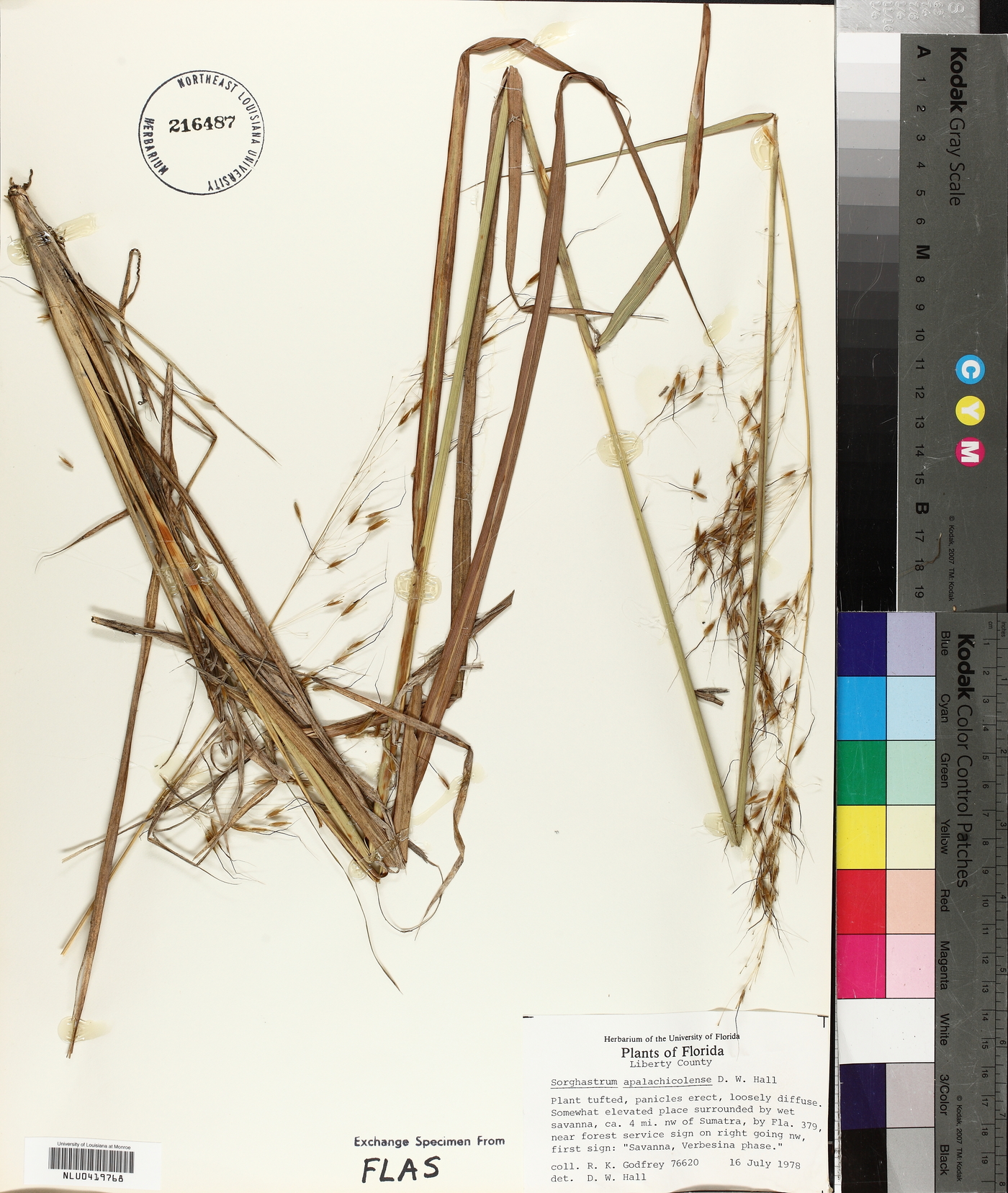 Sorghastrum apalachicolense image