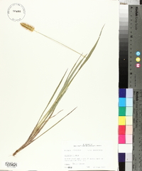 Pennisetum glaucum image