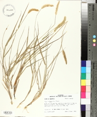 Pennisetum glaucum image