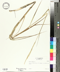 Spartina alterniflora image