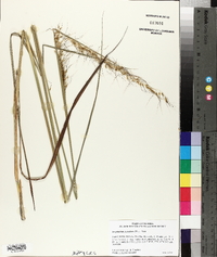 Sorghastrum secundum image