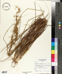 Sorghastrum secundum image