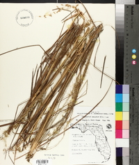 Sorghastrum secundum image