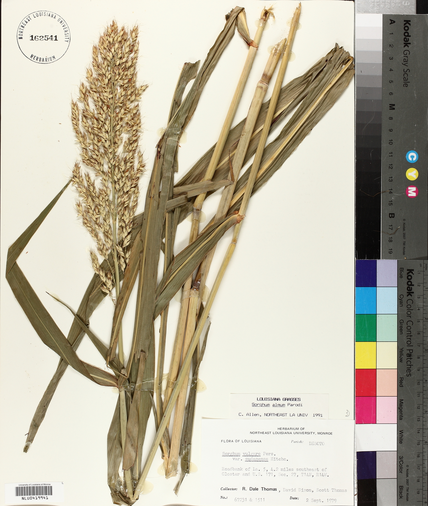 Sorghum x almum image