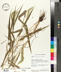 Setaria italica image