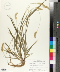 Pennisetum glaucum image