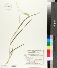 Pennisetum glaucum image