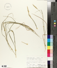 Setaria leucopila image