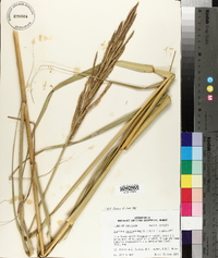 Spartina cynosuroides image