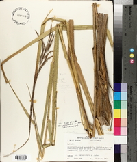 Spartina cynosuroides image