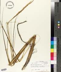 Spartina alterniflora image